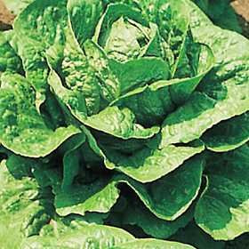 Lettuce Parris Island 5,000 Seeds