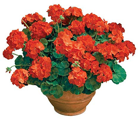 Park Seed Geranium Flowering Plant Seeds, Compact Maverick Orange Variety with Bright Fluorescent Blooms, Heat and Humidity Tolerant, Pack of 10