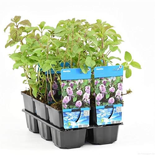 DECOALIVE Bandeja de 6 Plantas de Menta 10cm Mentha Piperita Plantas Aromáticas para Cocinar