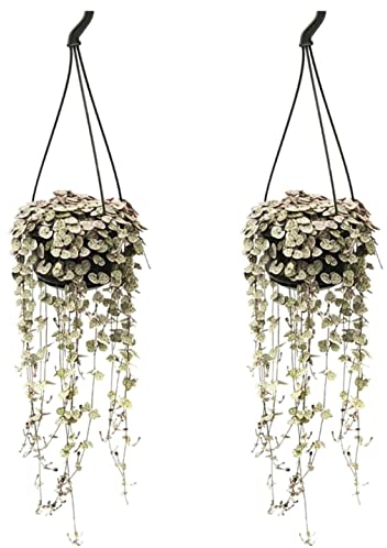 Plant in a Box - Ceropegia Woodii - Set de 2 - Chaîne des coeurs - Plantes lanterne chinoise - Pot 14cm - Hauteur 20-30cm