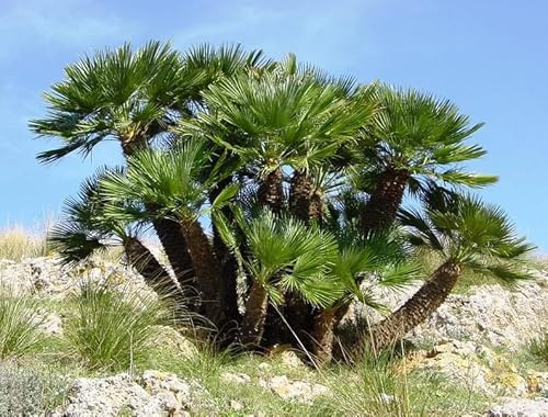 10 Mediterranean Fan Palm European Dwarf Tree Shrub Chamaerops Humilis Seeds