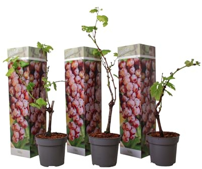 Plant in a Box - Traubenpflanzen - 3er Set - Vitis Vinifera 'Pinot gris' - Weintraube Rot - Winterhart - Topf 9cm - Höhe 25-40cm