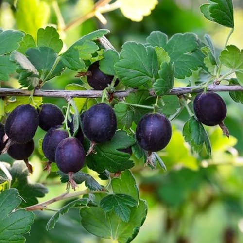 Gooseberry Tree Plant Live, Gooseberry Bush Live Plant, 5-9 Inch Tall, Gooseberry Plant Live for Planting Outdoors (Black Velvet Gooseberry)