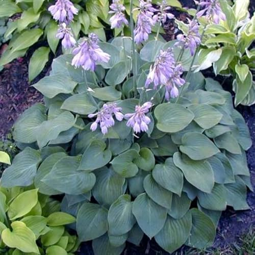 6 x Hosta 'Blue Cadet' - Godet 9x9cm - Feuillage bleu-vert, floraison estivale, rocailles