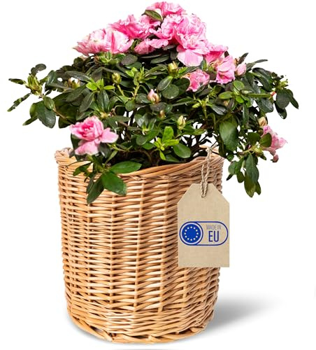 Creative Home Panier en Osier Léger | 21 x 21 x 21 cm (+/- 2 cm) | Tissé à la Main | Pot de Fleurs Rangement | Organisateur de Bureau | Coffret en Osier Naturel