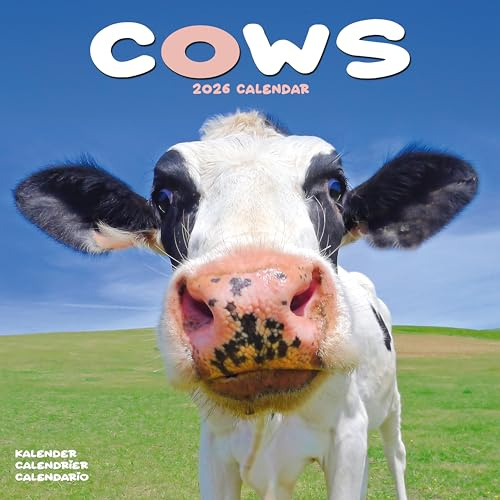 Cows 2026 Calendar | Square Wall Calendar | Farm Animal Gift | Plastic Free Packaging | by Avonside Publishing
