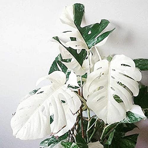 White Monstera plant seeds: Only seeds