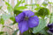 Clematis Hybride 'Jackmanii' 80-100 cm - Waldrebe, violette Blüten, Blütezeit Juni-September, ideal für Rankgerüste, pflegeleicht und winterhart