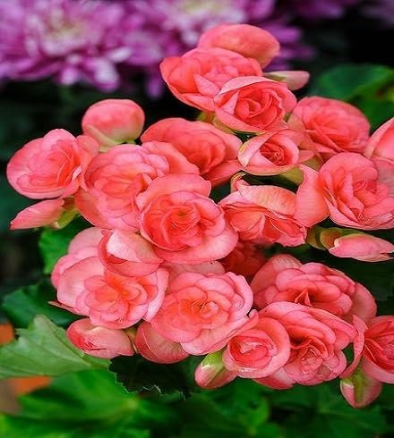 100 graines de fleurs de bégonia