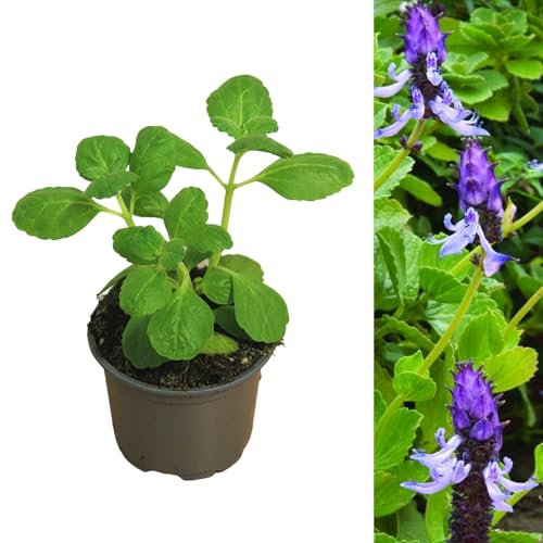 Carbeth Plants Coleus Canina Scaredy Cat Plant - 1 x 10.5cm Flower Pots - Perennials Plants Outdoor Garden Ready - Bedding Summer Plant for Graden Border