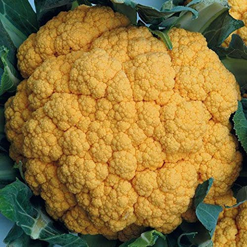 CAVOLFIORE ARANCIONE HYB F1 NR.25 SEMI