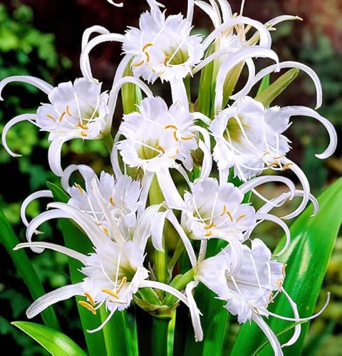 Votaniki Ismene Festalis Flowering Bulbs - Fragrant Peruvian Daffodil Bulbs for Planting | Attracts Hummingbirds and Butterflies, Sweet Fragrance - Easy to Grow Hymenocallis Festalis (1 Pack)