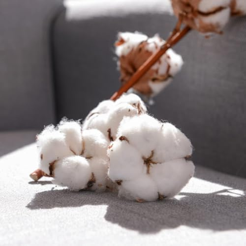algodón comprar semillas de jardín de rocas resistentes algodón en Macizo, exóticas resistentes 125pcs