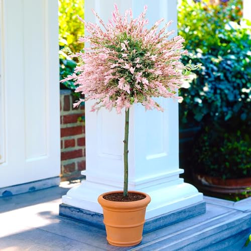 Salix Integra 'Hakuro Nishiki' Tree (60cm) x1