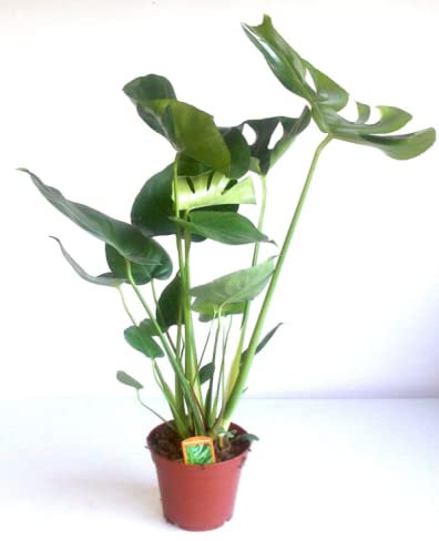 Swiss Cheese Plant - Monstera Deliciosa-Air Purifying- Height 60-70 cm