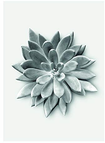 Komar Wandbild | Succulent Agave | Poster, Bild, Wohnzimmer, Schlafzimmer, Dekoration, Kunstdruck | ohne Rahmen | P049A-30x40 | Größe: 30 x 40 cm (Breite x Höhe)