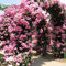 Rosal trepador de color rosa - rosal trepador resistente y fragante - planta para enrejado en contenedor de plantas de primera calidad-300 semillas