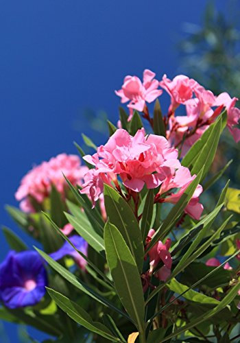 Yearly Planner: Oleander