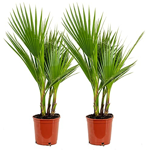 Bloomique - Lot de 2 - Washingtonia Robusta - Palmier éventail mexicain - Palmier rustique - Plantes de jardin - 60-80 cm de haut - Pot 17 cm
