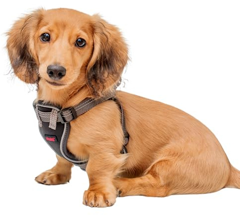 Halti Anatomy Puppy & Small Dog Harness - Soft & Comfortable Step-in Harness, 4 Adjustable Points, Lightweight & Reflective, For Miniature and Toy Dog Breeds (Size XS, Grey)