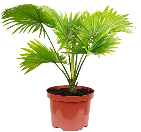 Palmier parapluie, véritable plante d'intérieur, Livistona, hauteur : env. 60 cm, diamètre du pot : 17 cm