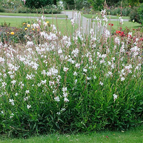 3x Gaura Lindheimeri - Schöne Kerze - Staude - Winterhart – ⌀9 cm - 10-15 cm