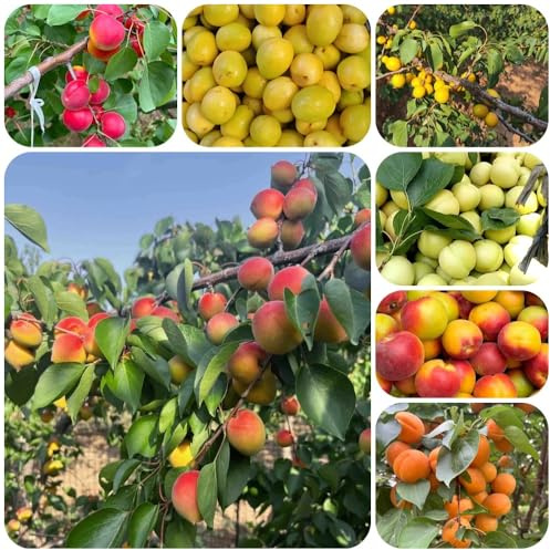 Semillas resistentes de albaricoquero, albaricoque, Prunus armeniaca, resistentes para balcones exóticas 50pcs