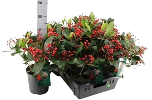 Skimmia Japónica Natural – Hermosa Planta Ornamental con Bayas Rojas