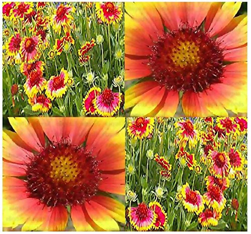 (400) Kokardenblume - Gaillardia aristata Blumensamen : Seeds Only