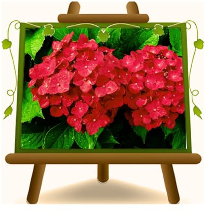 EURO PLANTS VIVAI Ortensia Rossa pianta ornamentale vaso 24 cm altezza 50-60 cm