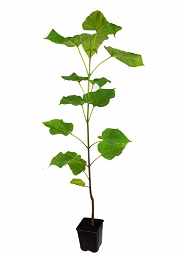 Seedeo® Trompetenbaum (Catalpa bignonioides) ca. 50 cm hoch