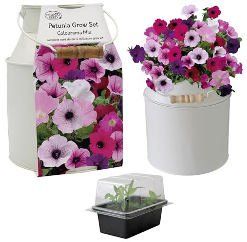 Pronto Seed Petunia Growing Kit with Decorative Milkchurn Planter | Flower Gift for Women | Unique Gardening Christmas or Birthday Gift Set (Petunia - Milk Churn Planter)