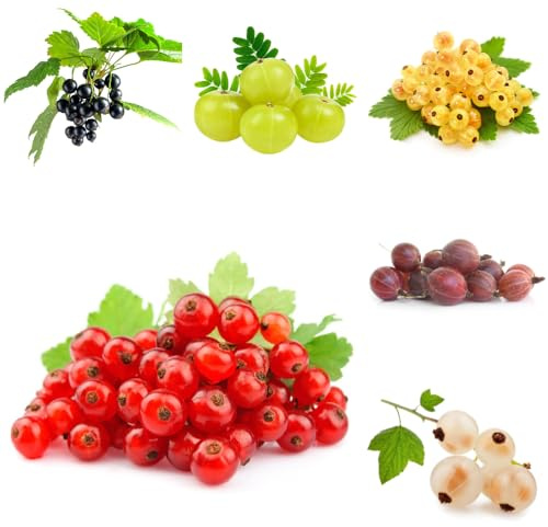 semi di ribes - da frutto colonnari esotico semi di da frutto per gli amanti del giardino frutteto colonnare comprare serre balcone nani, 350pcs