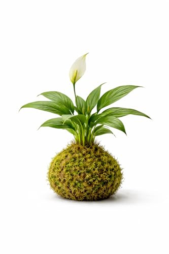 DECOALIVE | Kokedama de Lirio de la Paz Vivo | Planta Natural de Interior | Espatifilo Decorativo en Musgo
