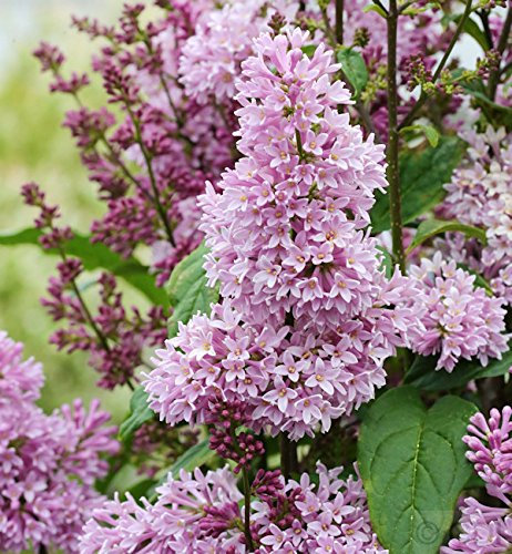 Edelflieder Minuet - Kircher-Collection 40-60cm - Syringa hyacinthiflora