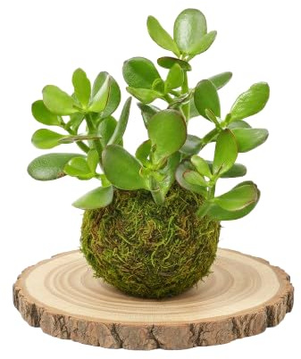 Kokedama Árbol de Jade Planta Viva DECOALIVE para Interior y Espacios Luminosos