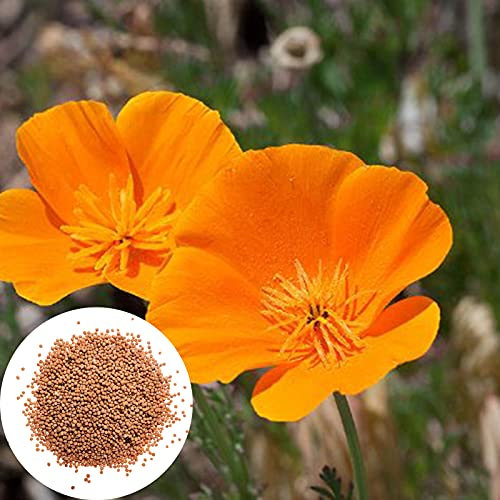 Oce180anYLVUK Graines D'Eschscholzia, Graines De Fleurs 100 Pièces Sac Graines D'Eschscholzia Annuelle Bonne Récolte Orange Bonsaï Jardin Maison Graines De Fleurs Graines de pavot de Californie