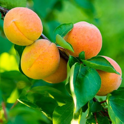 Brighter Blooms - Moorpark Apricot Tree, 3-4 Feet - Live Plant - No Shipping to AK, AL, AZ, CA, CO, HI, ID, LA, OR, WA