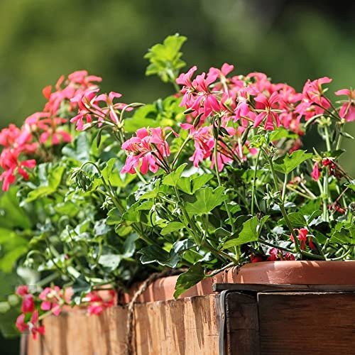 Winterharte Geranien Samen Hängend (Pelargonium Hortorum) Hängegeranien, Blumensamen, Gärtner Geschenke Garten Blumen Garten Balkonblumen - 200 Pelargonien Pflanzen Saatgut (Rosa)