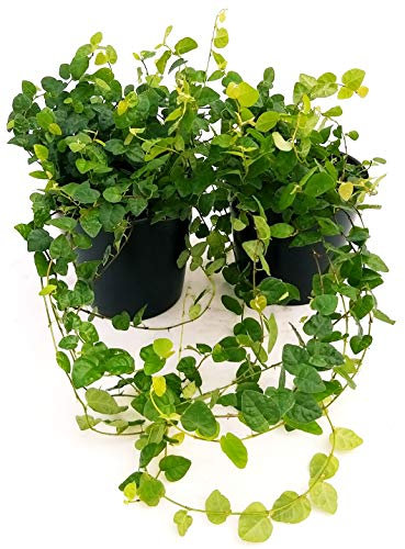 POWERS TO FLOWERS - FICUS PUMILA, FICUS REPENS, 2 PIANTE V12, Piante Vere