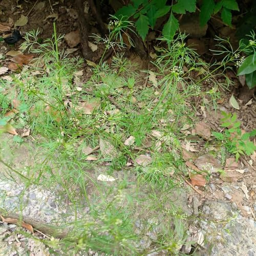 semi di cerfoglio semi di per balcone medicinali cerfoglio vegetali sostenibili d'appartamento rare aromatiche da giardino organiche per la 200semi