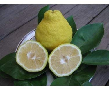 Citrus sulcata SAMBOKAN LEMON Sweetest Lemon Tree SEEDS!