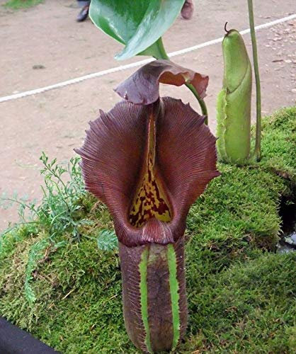 Portal Cool Kannen Nepenthes Truncata Carnirous Rollier Hanging e 5 Samen