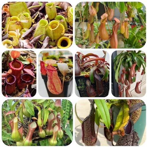 fleischfressende kannenpflanze samen, nepenthes herbst deko, zimmerbonsai bonsai samen zimmerpflanzen samen sukkulenten samen mischung succulent plants, balkonpflanzen winterhart 125pcs