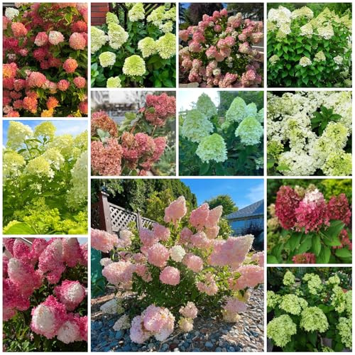 semi resistenti di ortensia a pannocchia - Decorazione, esotiche da giardino roccioso, rampicanti, per balcone 250pcs