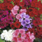 50 Phlox Drumondii Dwarf Beauty Mix Seeds - Mixed Colour Flowers - 50 Seeds