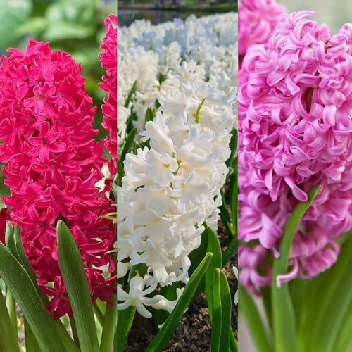 Carbeth Plants - 30 x Hyacinth Spring Bulbs Berries & Cream Mix