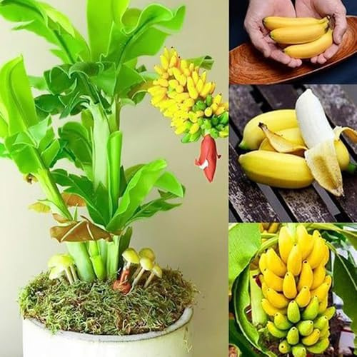 semillas resistentes de la de banano perennes resistentes raras columnares decoración semillas plátano 75pcs