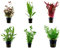 Tropica Hintergrund Set mit 6 Topf Pflanzen Aquariumpflanzenset Nr.24 Wasserpflanzen Aquarium Aquariumpflanzen