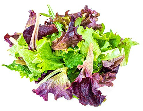 Lettuce Plants, 'Mixed Selection', 12 x Full Plant Pack, Garden Plants, Salads, Lettuces, Mixed Lettuce, Garden Ready and Ready to Plant, Premium Quality Salads